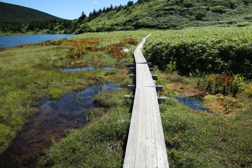 鎌沼の木道をたどる