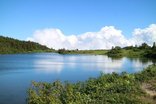 鎌沼