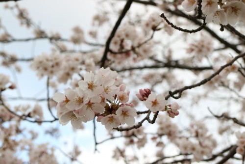 河北潟桜街道