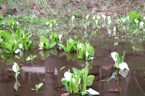 水芭蕉、東山いこいの森