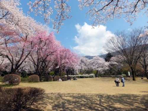 石川県林業試験場樹木公園