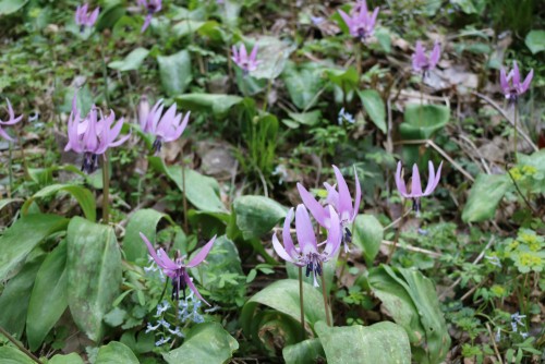 カタクリの花